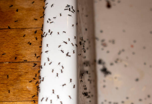 Best Affordable Pest Control Services  in Springfield, VA